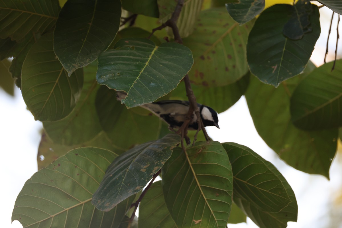 Asian Tit (Cinereous) - ML646497246