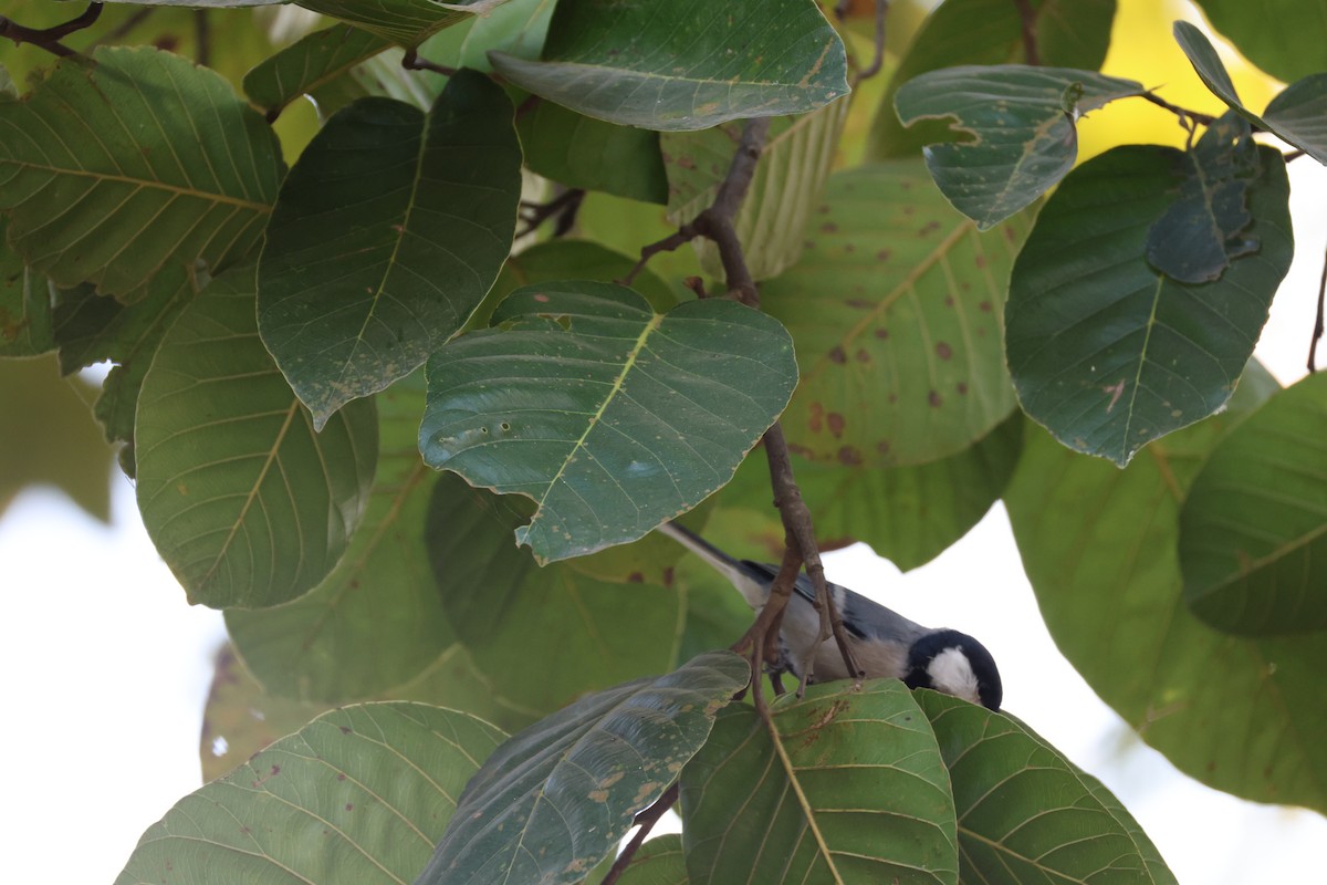Asian Tit (Cinereous) - ML646497247