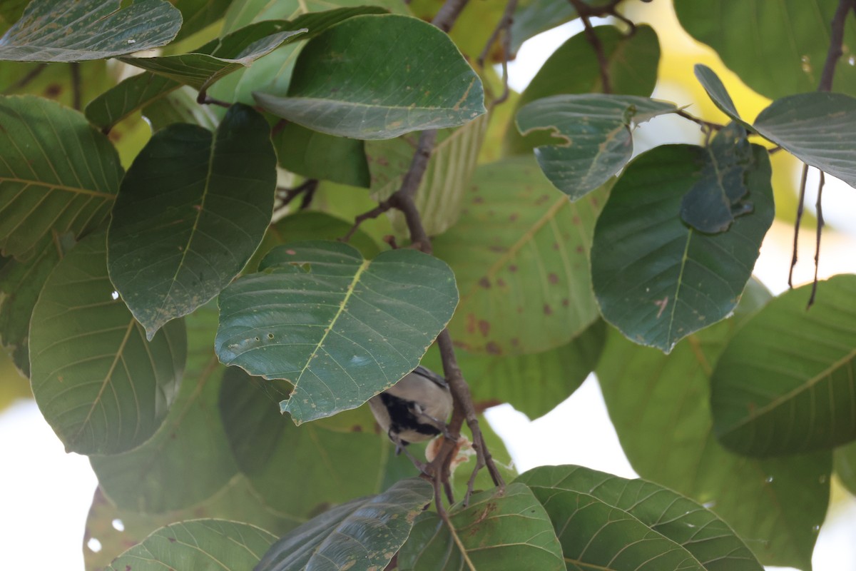 Asian Tit (Cinereous) - ML646497248