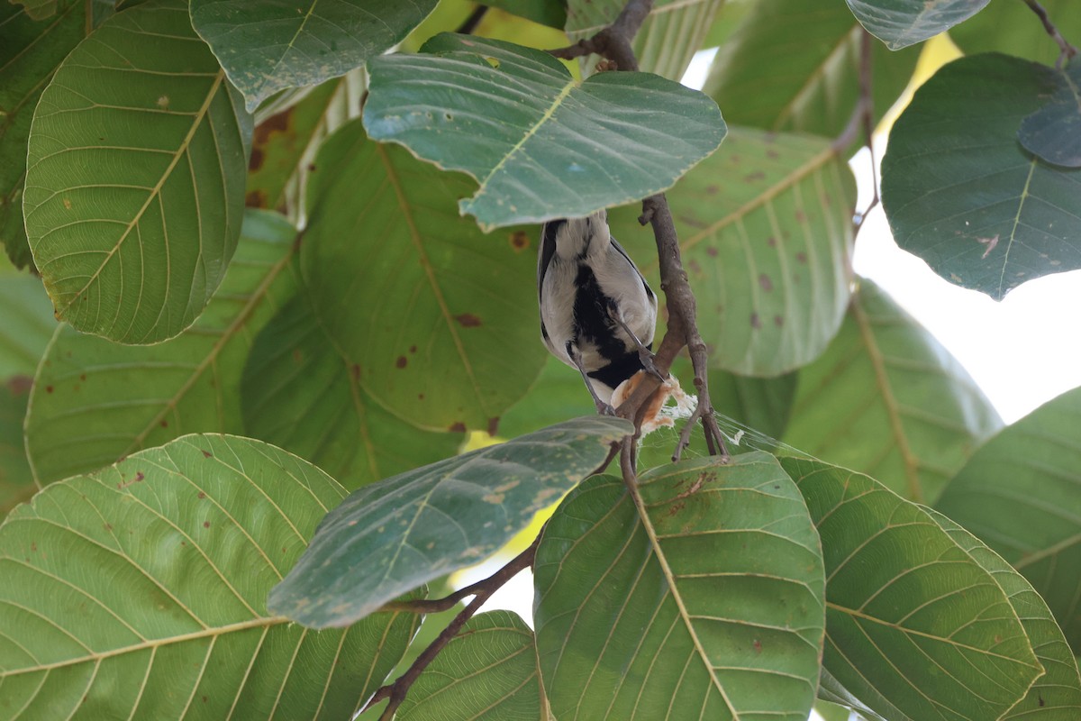 Asian Tit (Cinereous) - ML646497249