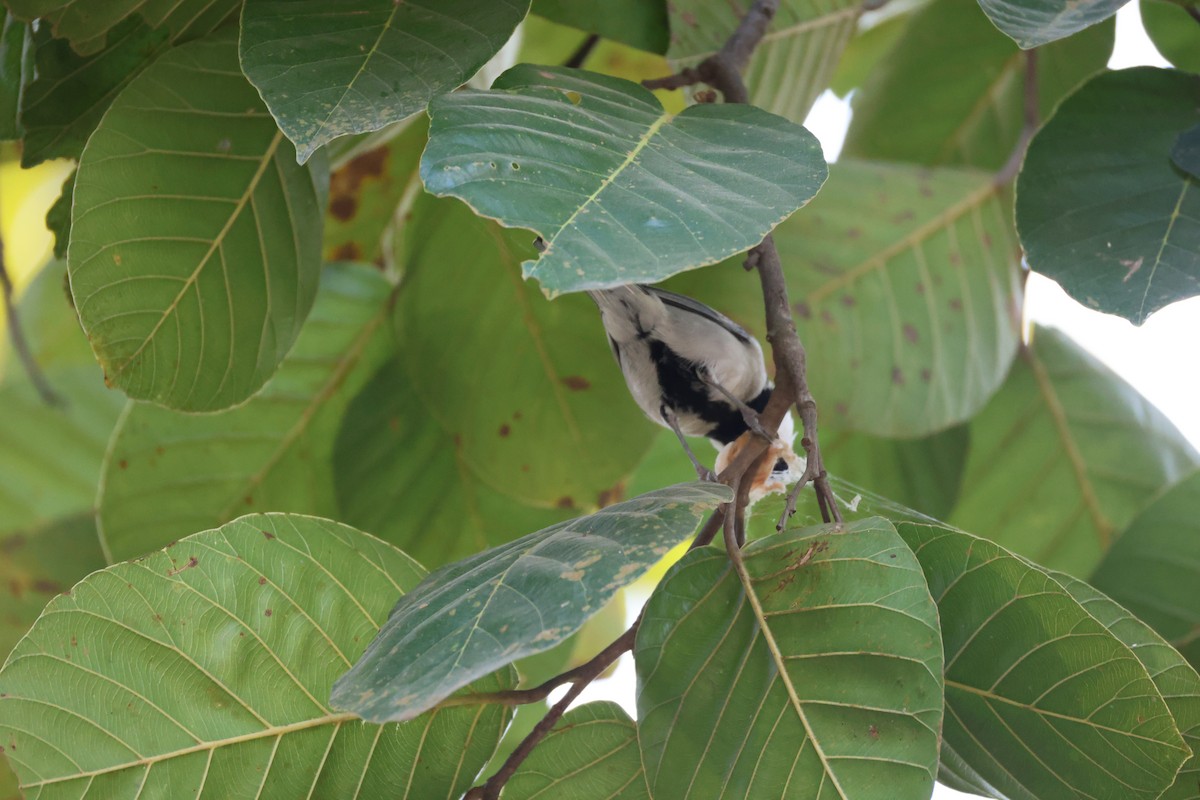 Asian Tit (Cinereous) - ML646497250