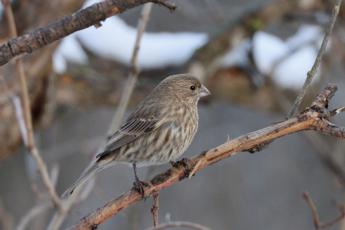 House Finch - ML646497253