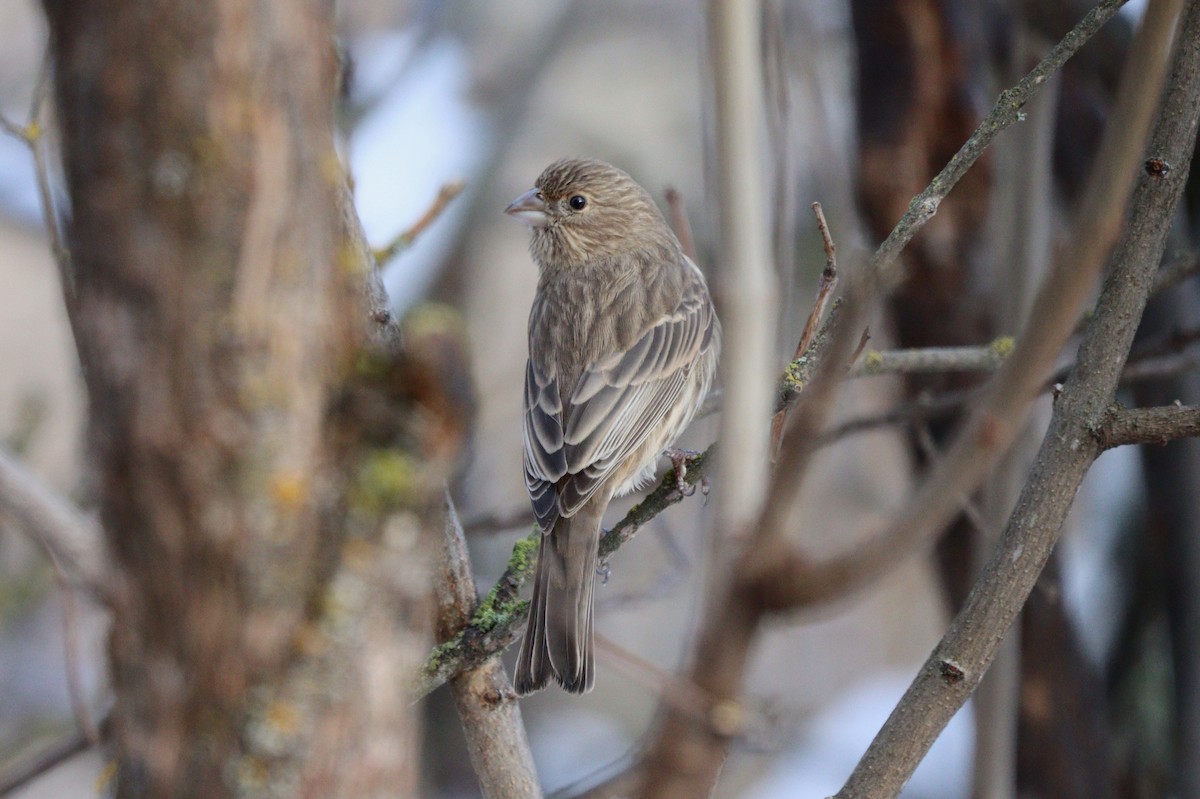 House Finch - ML646497254