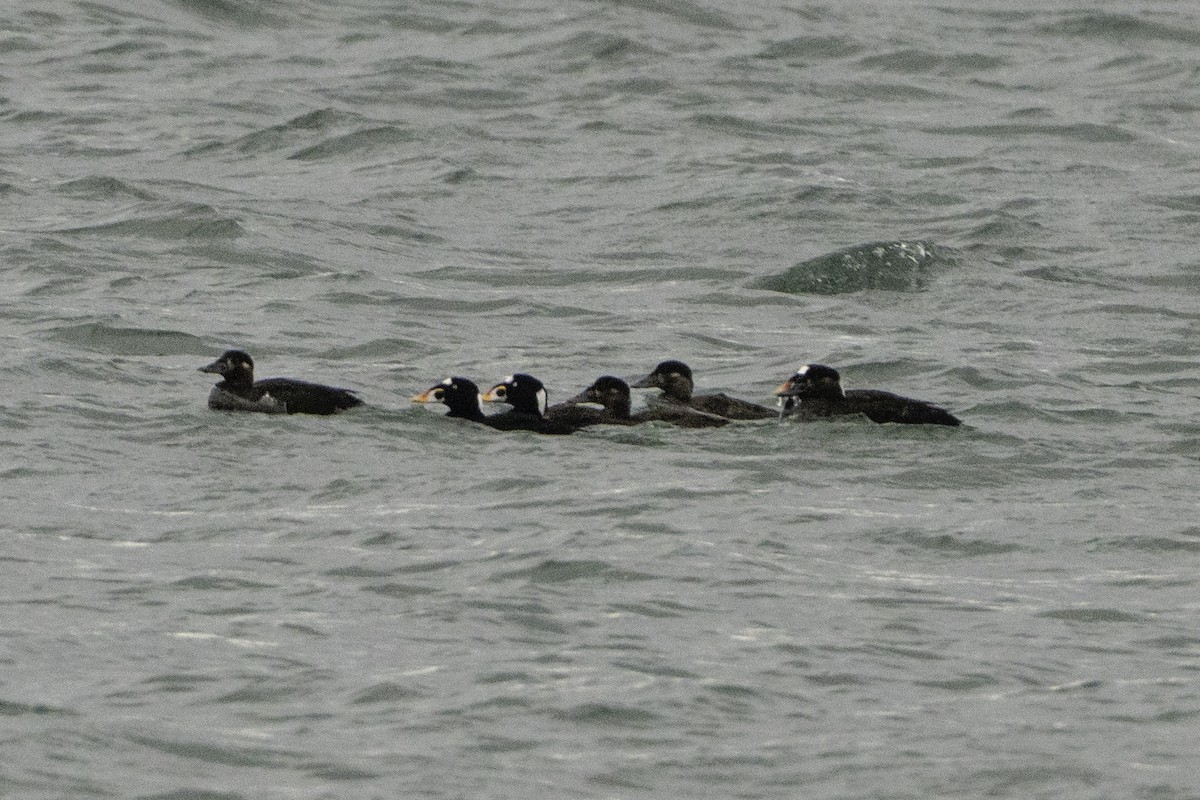 Surf Scoter - ML646497255