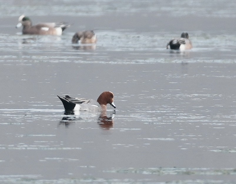 Eurasian Wigeon - ML646497256