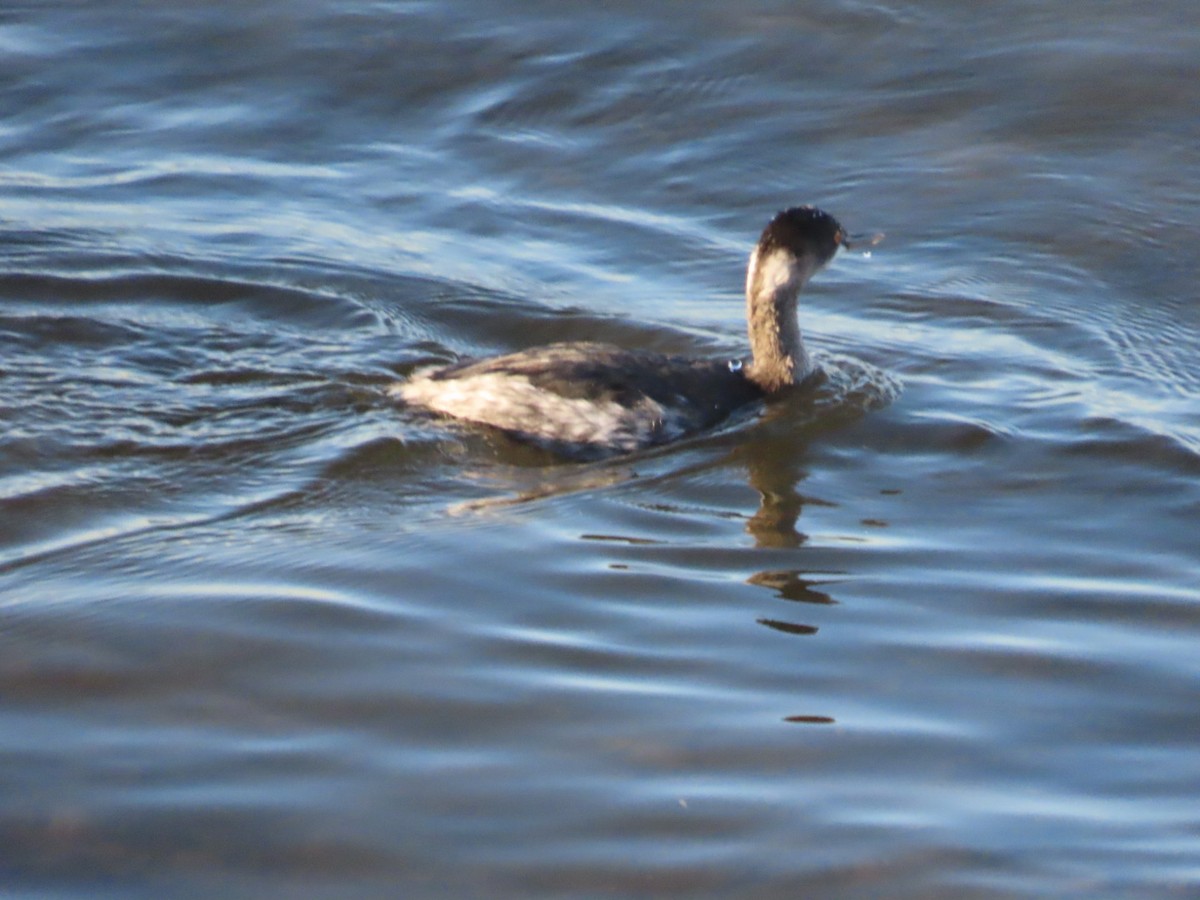 黑頸鸊鷉 - ML646497257
