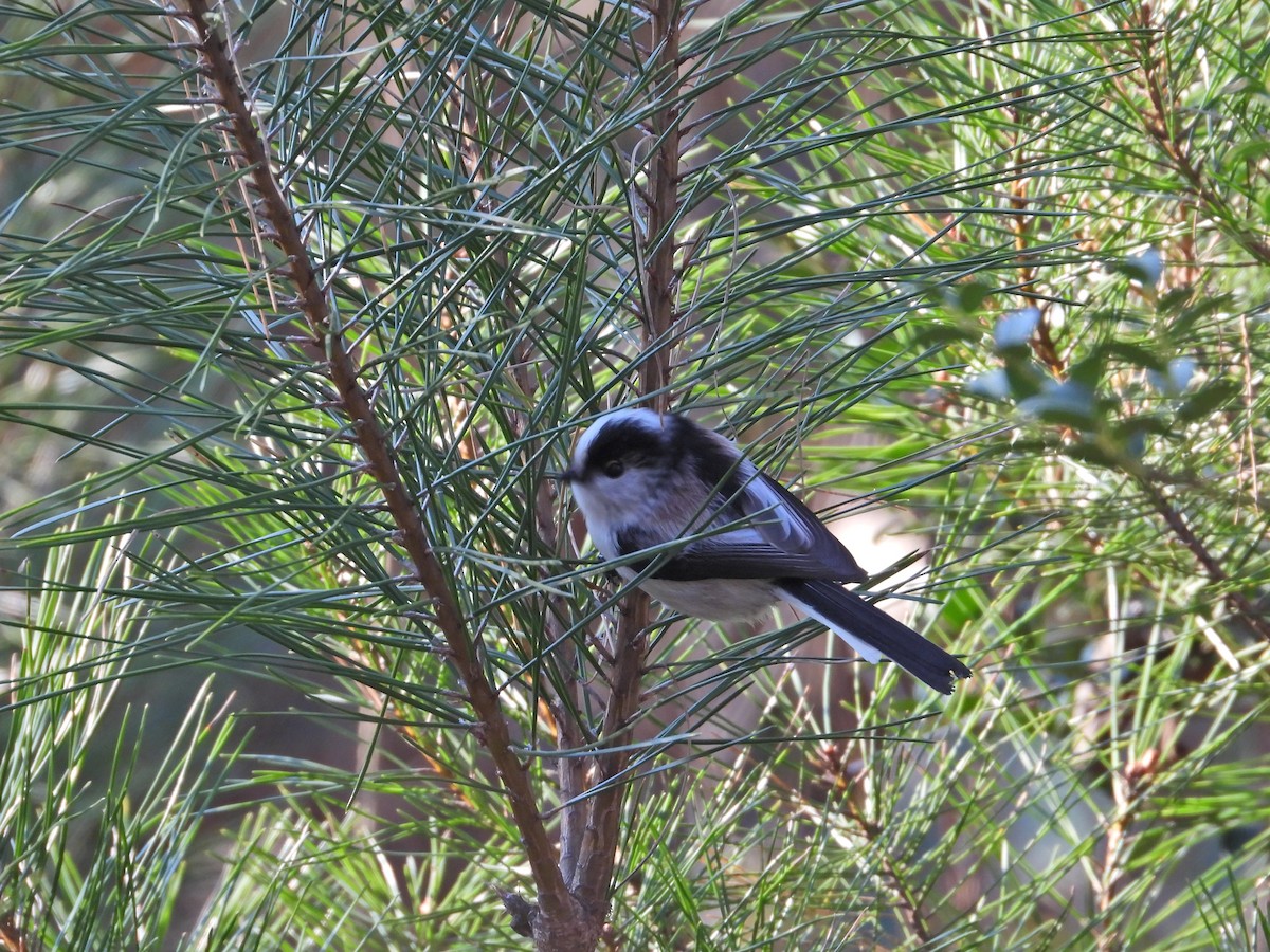 Сүүлт хөх бух - ML646497267