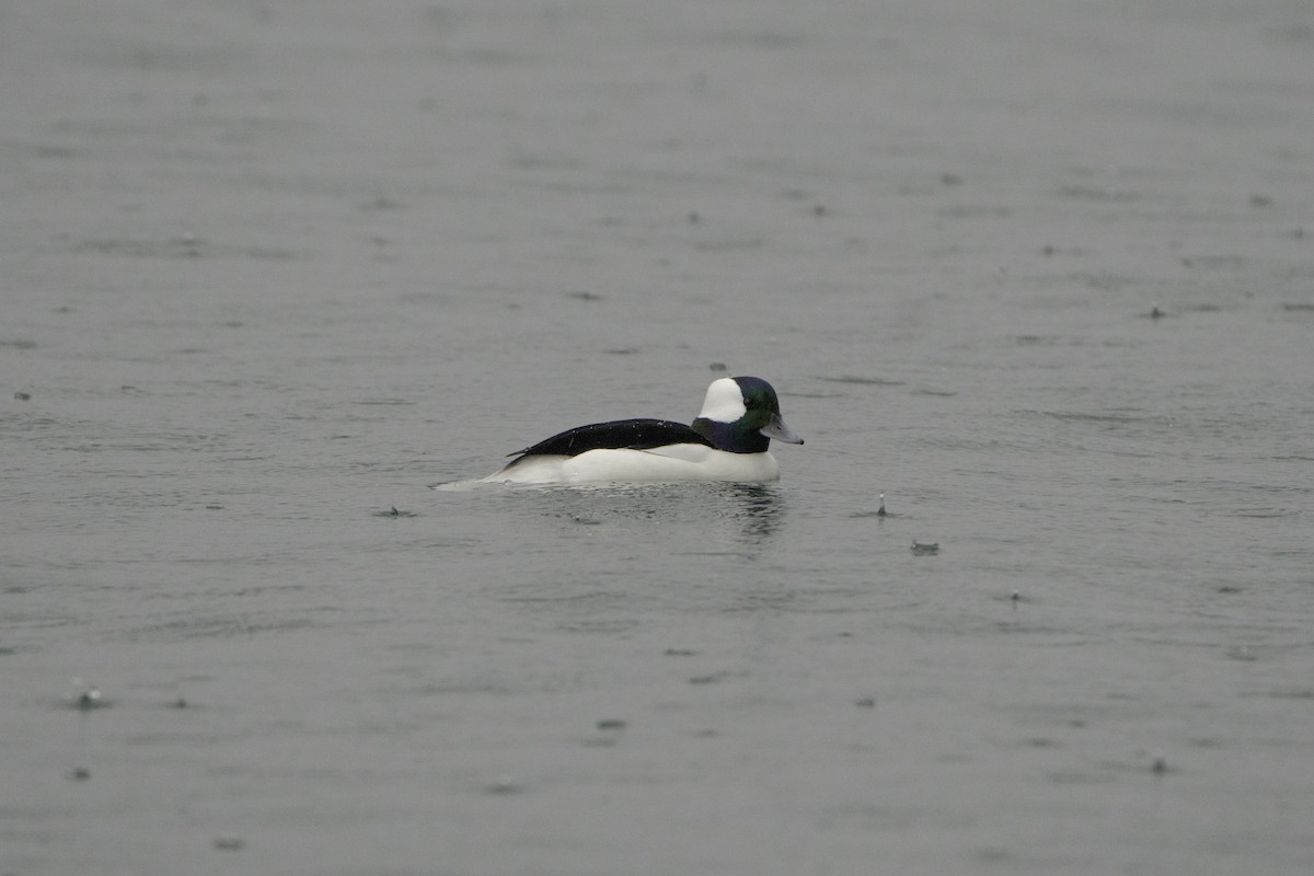 Bufflehead - ML646497269