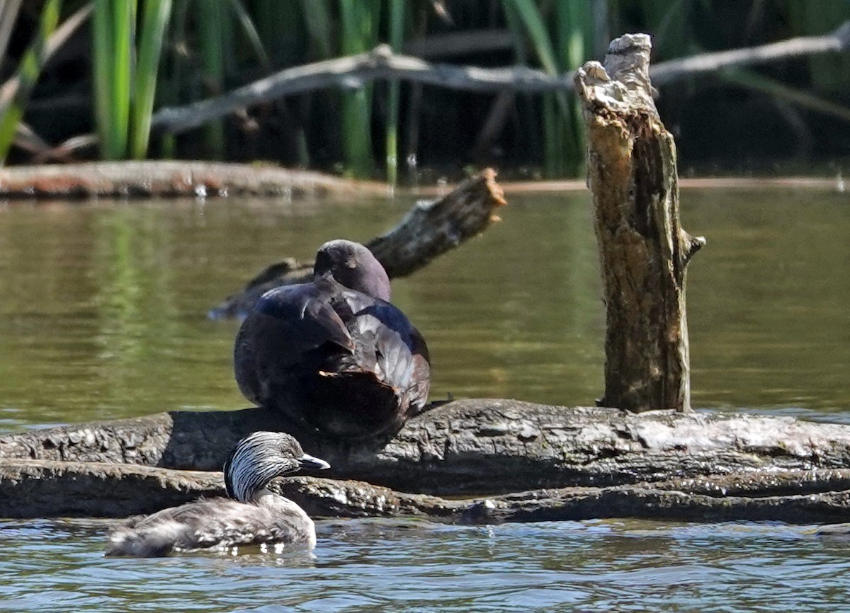 Zampullín Canoso - ML646497278