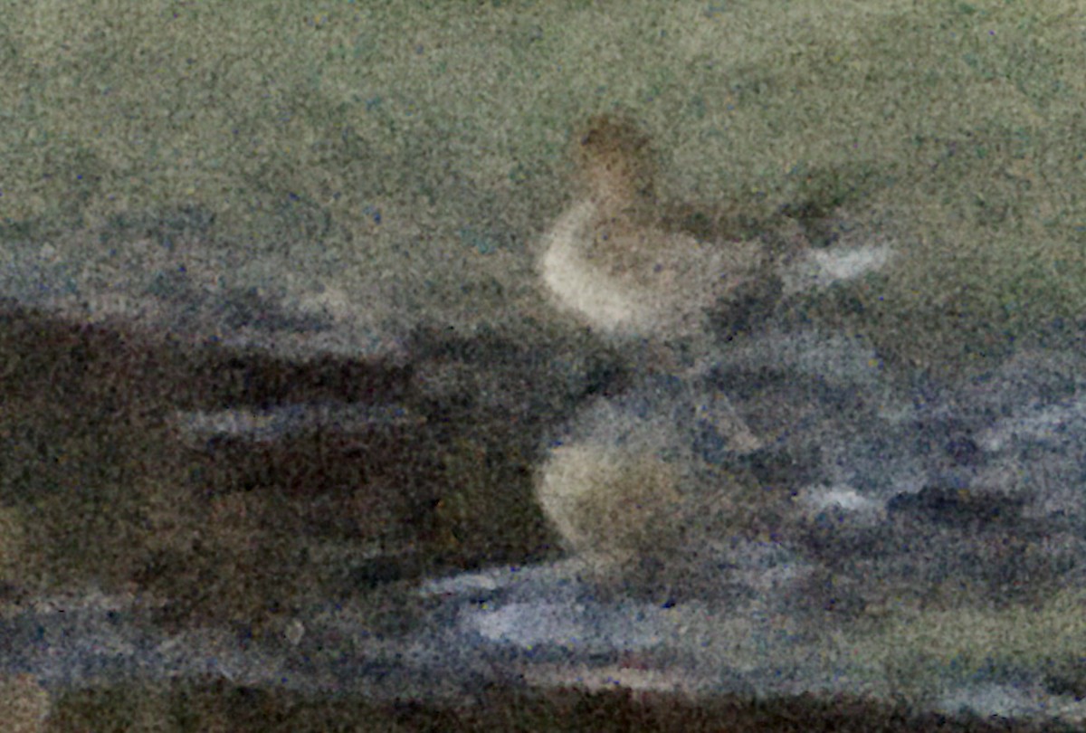 stjertand - ML646497281