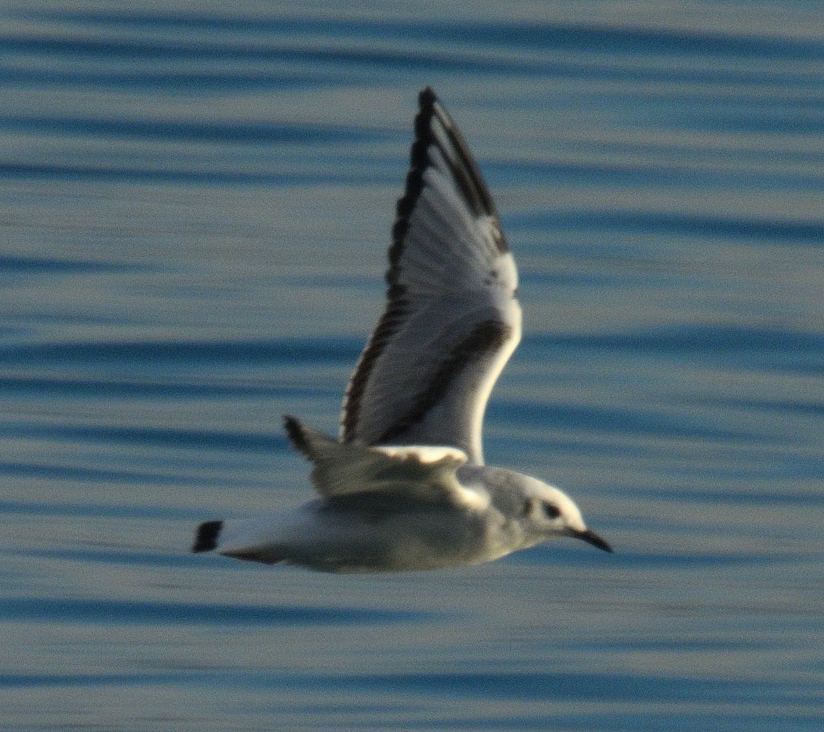 Bonaparte's Gull - ML646497283