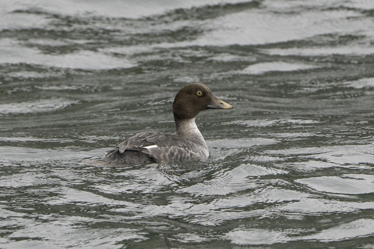 Barrow's Goldeneye - ML646497285