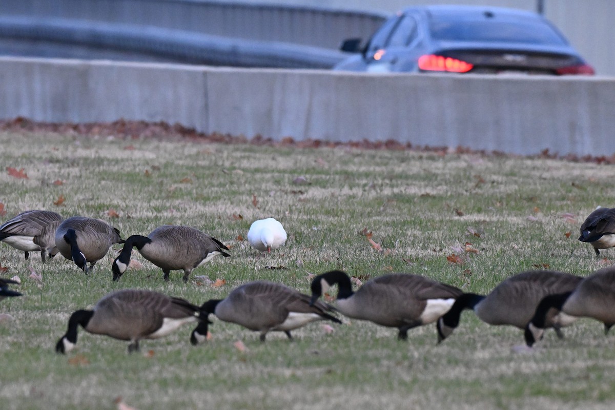 Ross's Goose - ML646497286