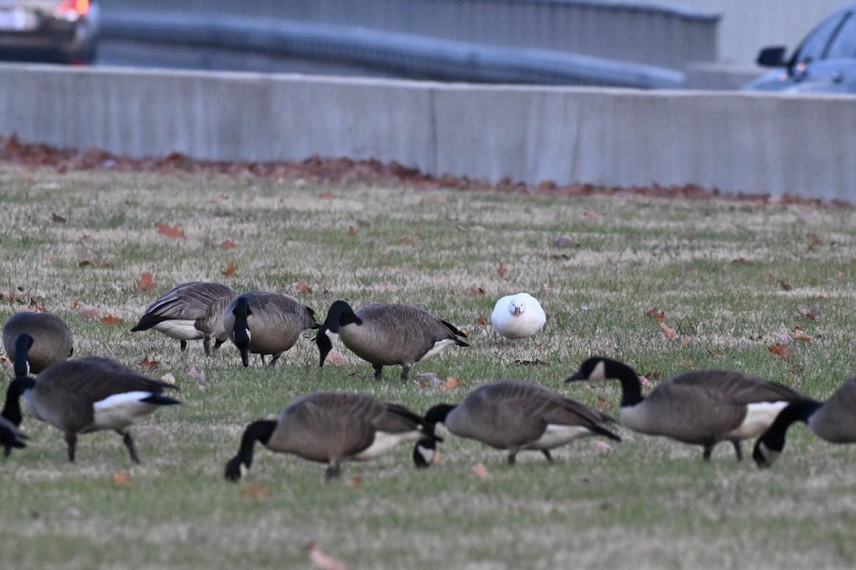 Ross's Goose - ML646497290