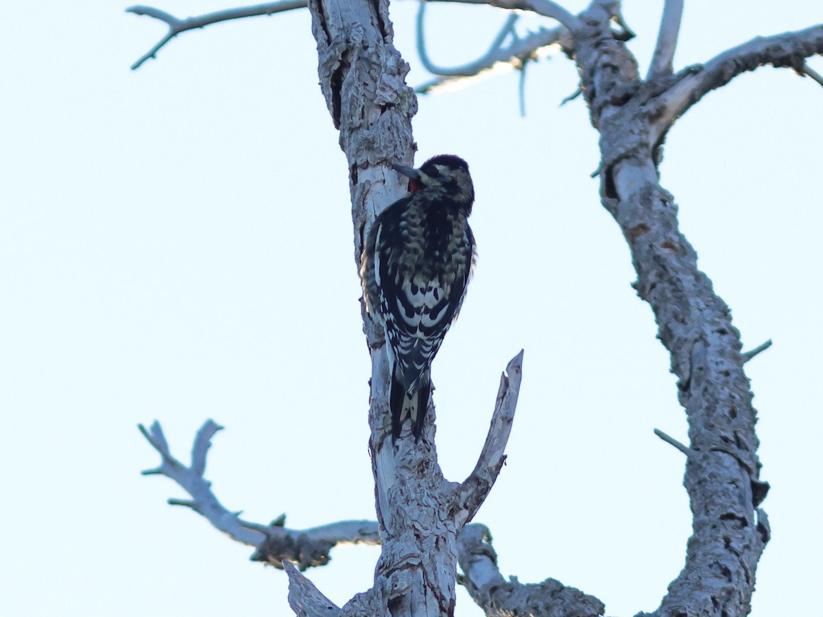 Yellow-bellied/Red-naped Sapsucker - ML646497293