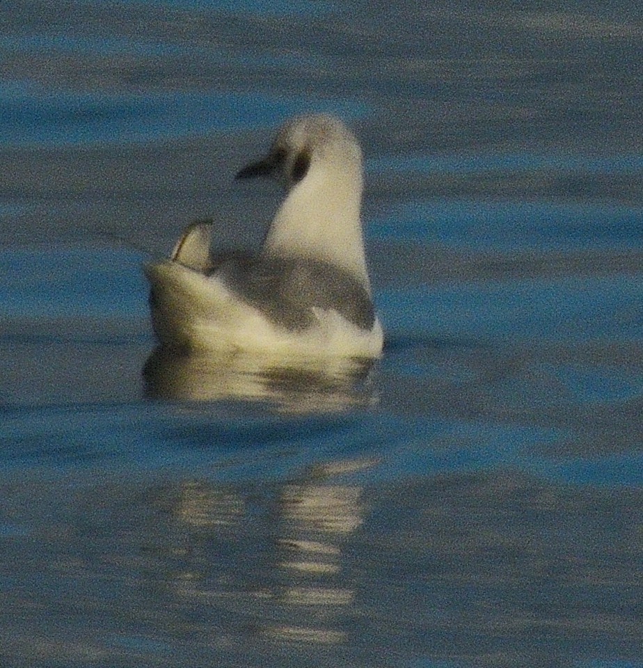 Bonaparte's Gull - ML646497294