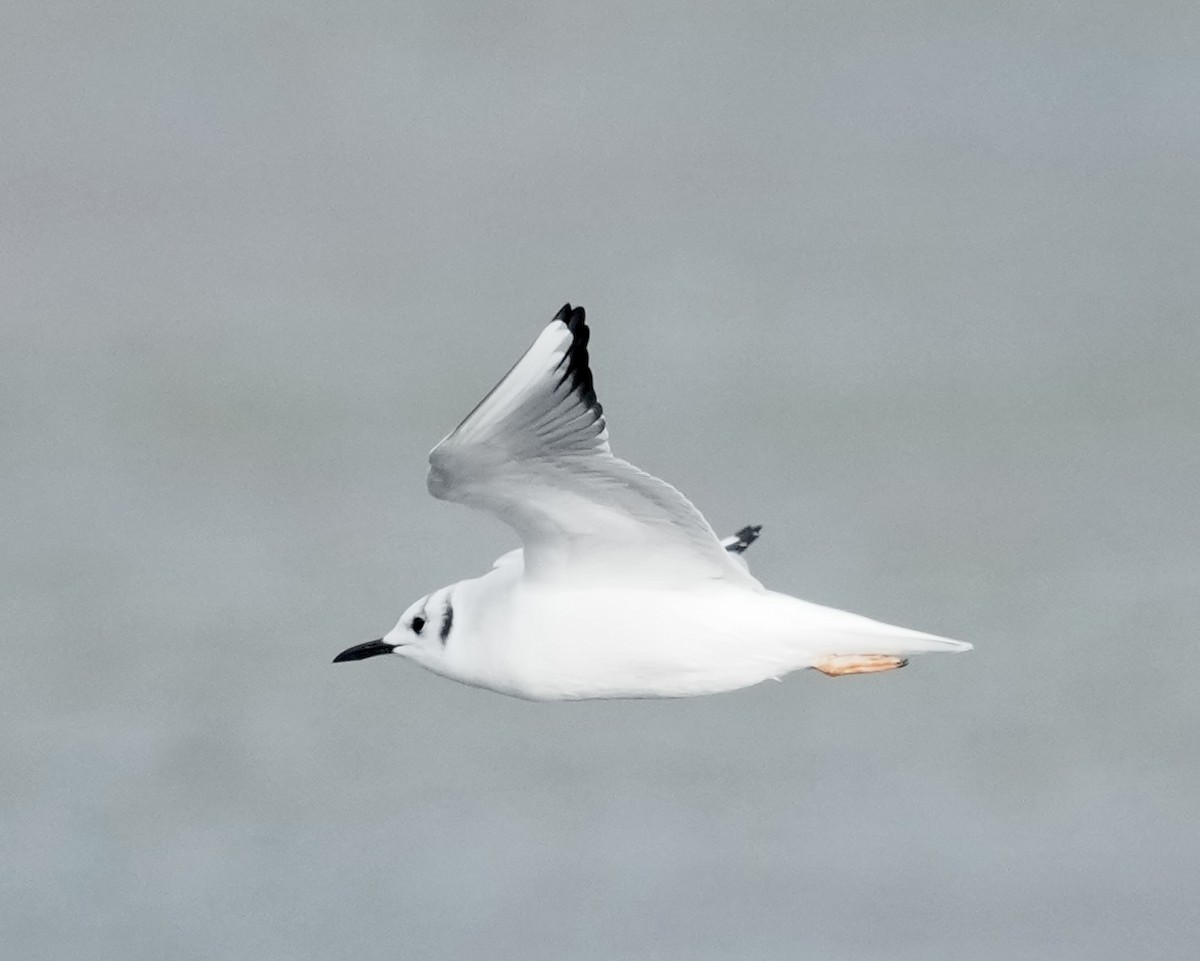 Bonaparte's Gull - ML646497299