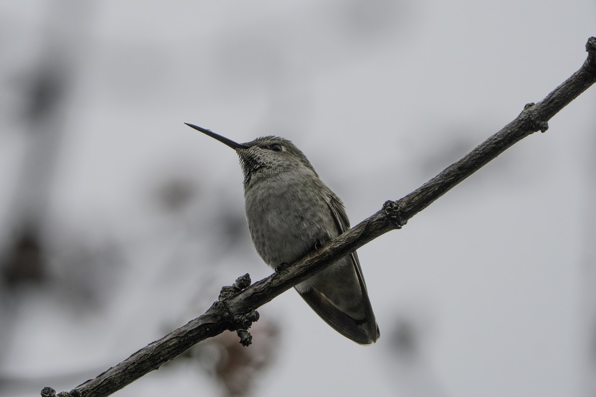Anna's Hummingbird - ML646497300