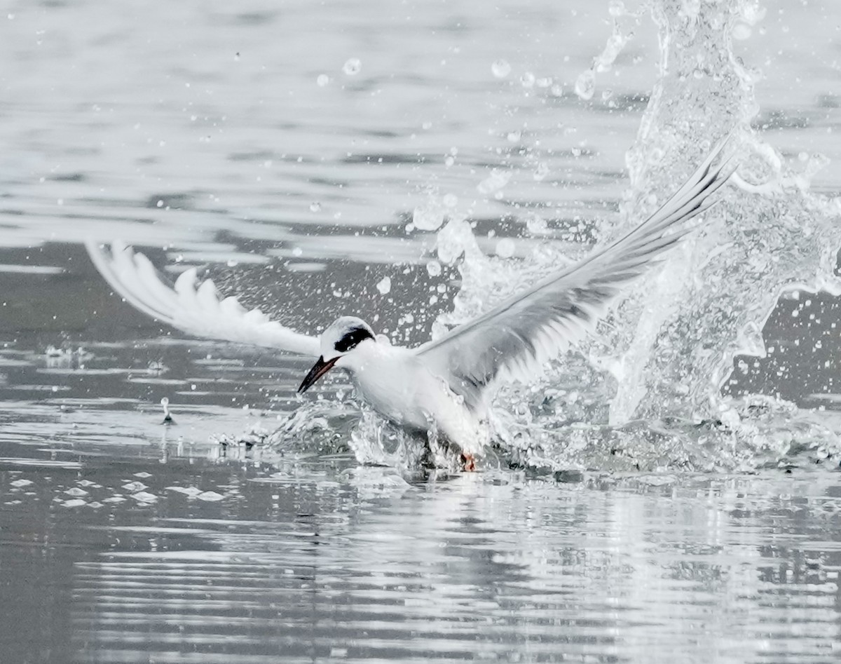 Forster's Tern - ML646497303