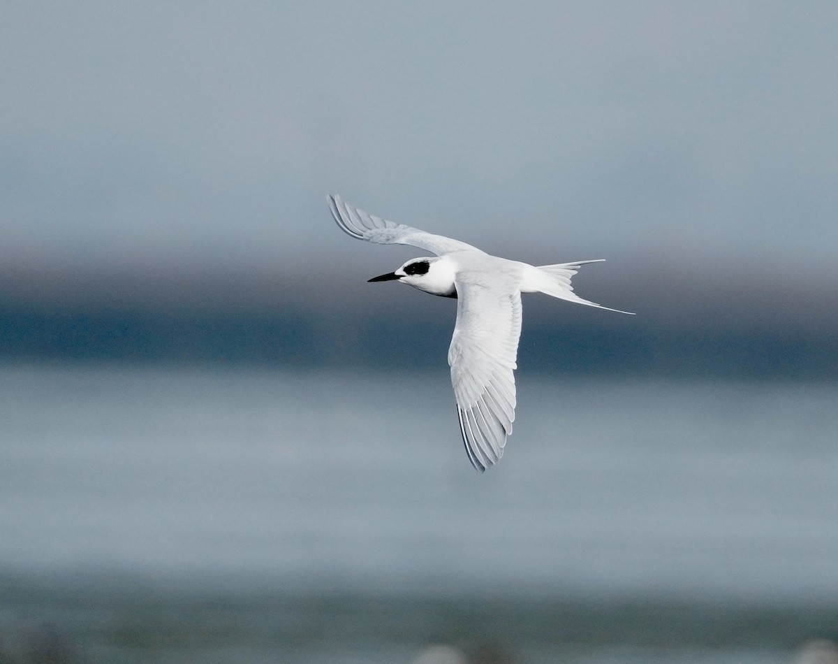 Forster's Tern - ML646497304