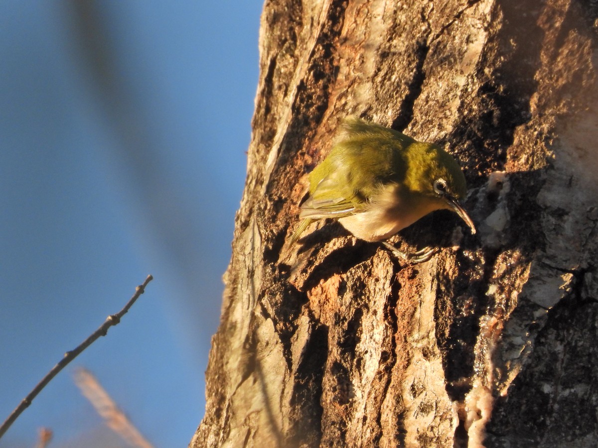 Warbling White-eye - ML646497306