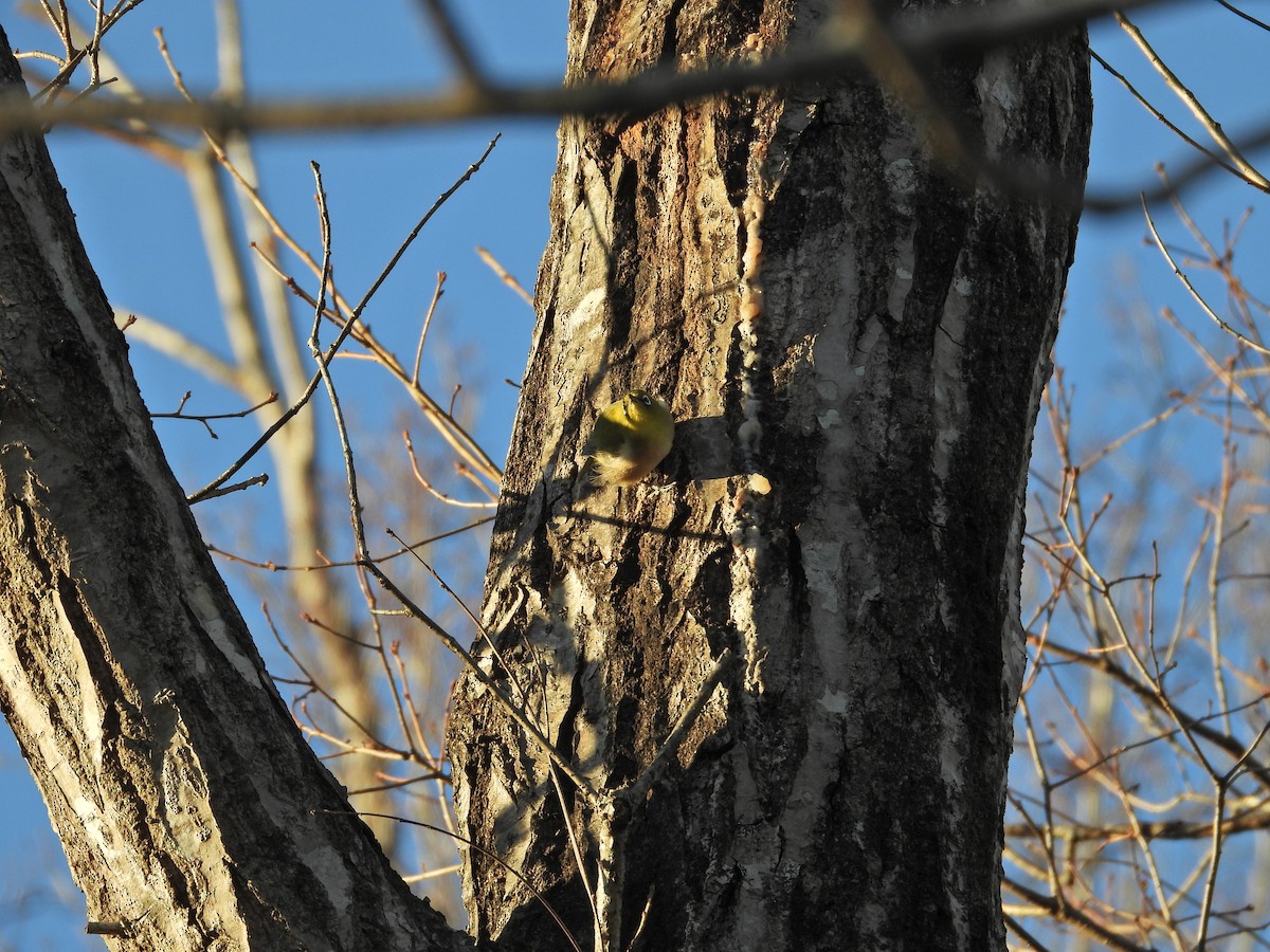 Warbling White-eye - ML646497307