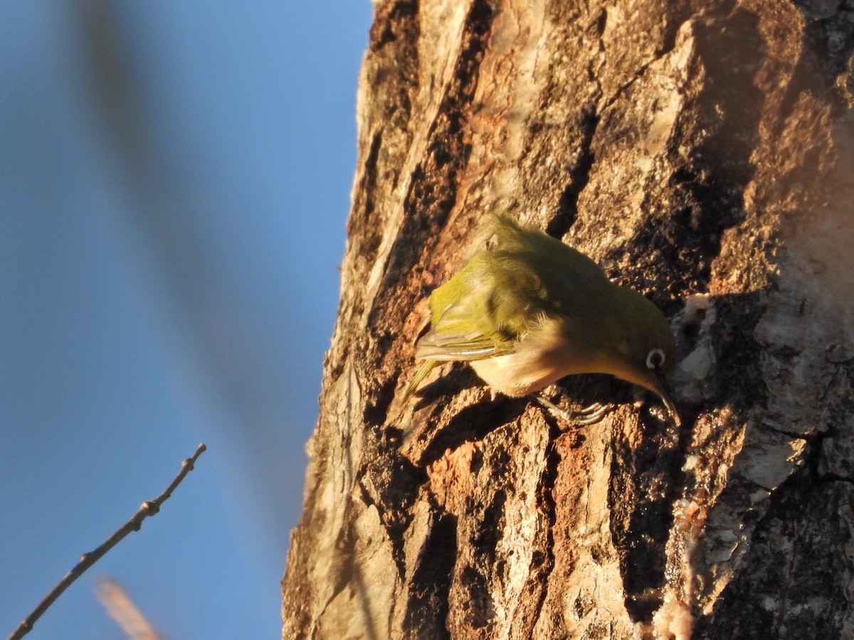 Warbling White-eye - ML646497308