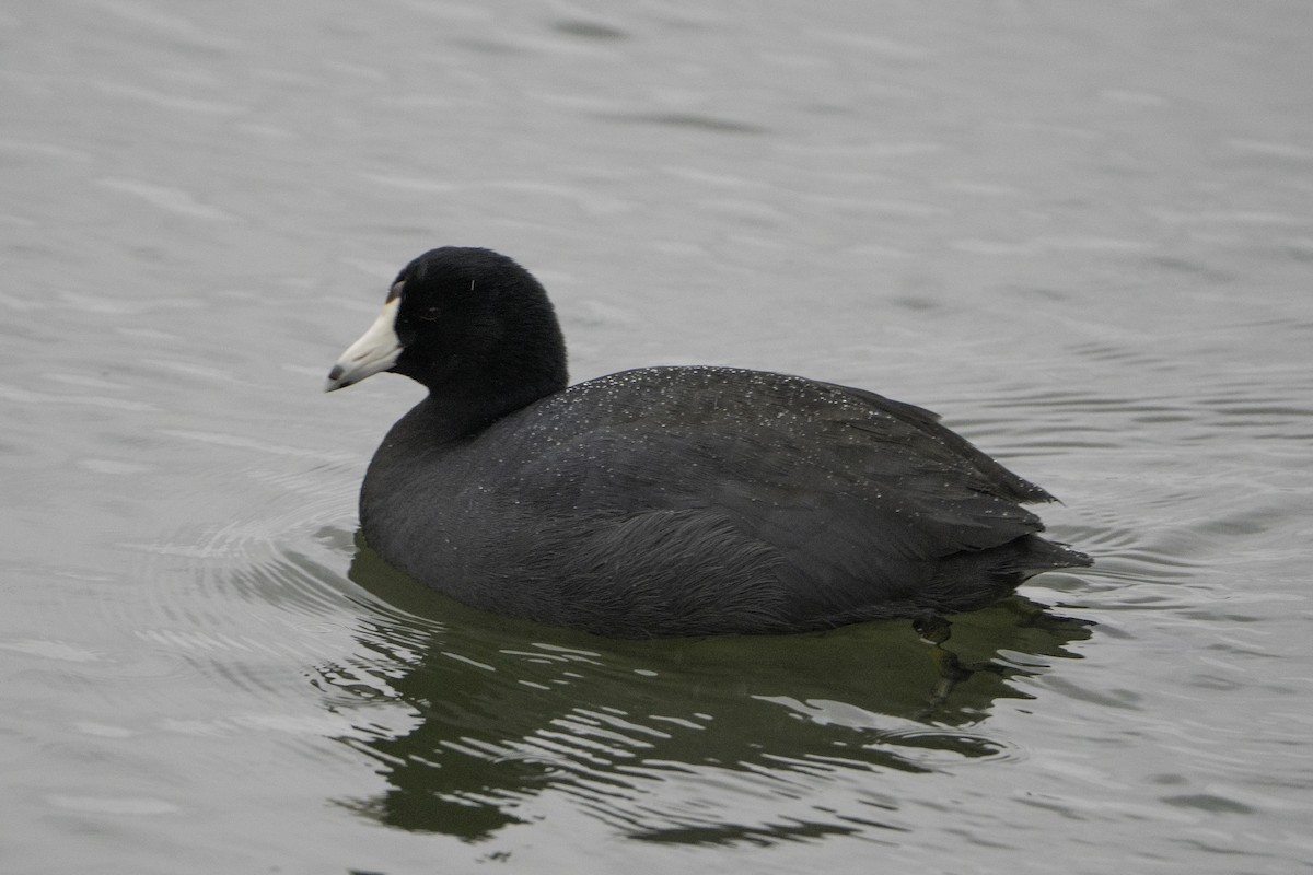 American Coot - ML646497309