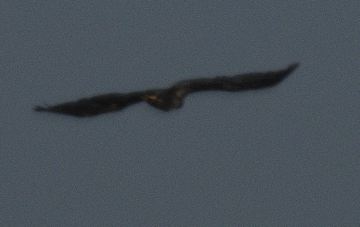 Itsas arrano buruzuria - ML646497312