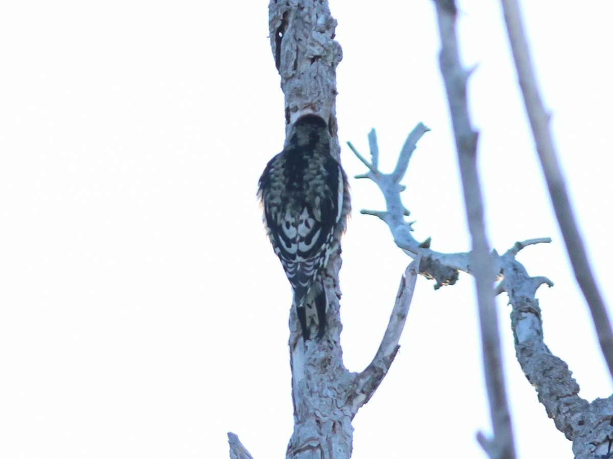 Yellow-bellied/Red-naped Sapsucker - ML646497313