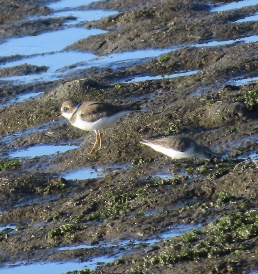 Semipalmated Plover - ML646497314
