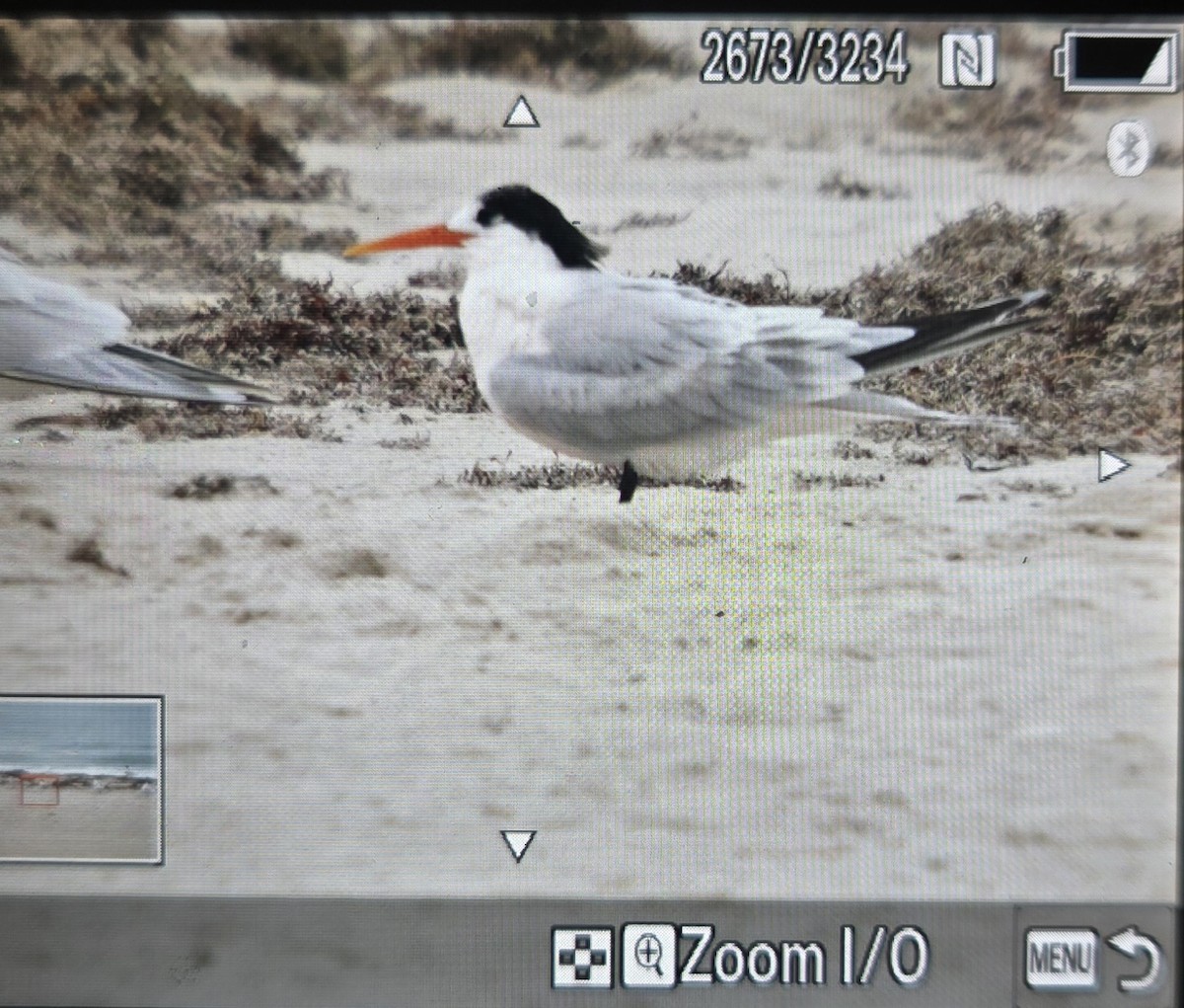 Элегантная крачка - ML646497315