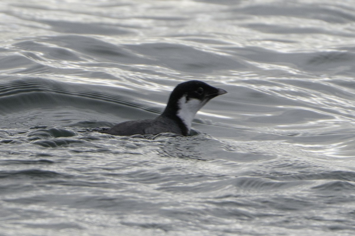 Ancient Murrelet - ML646497318