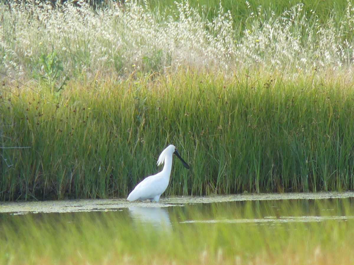Royal Spoonbill - ML646497319