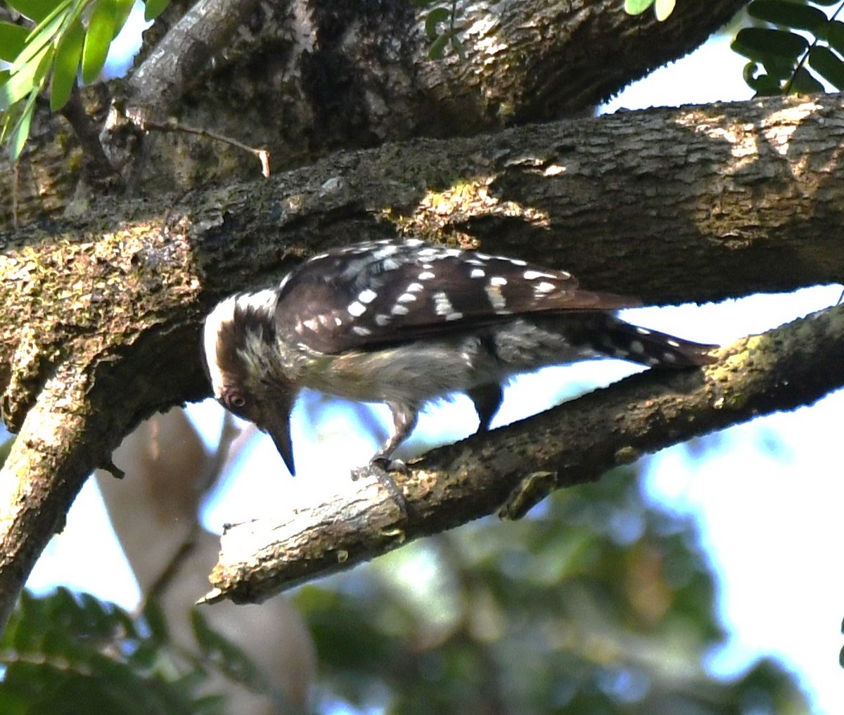 Brown-capped Pygmy Woodpecker - ML646497321