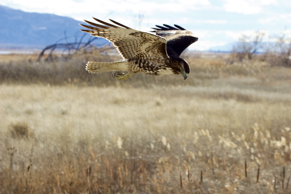 Poiana codarossa - ML646497322