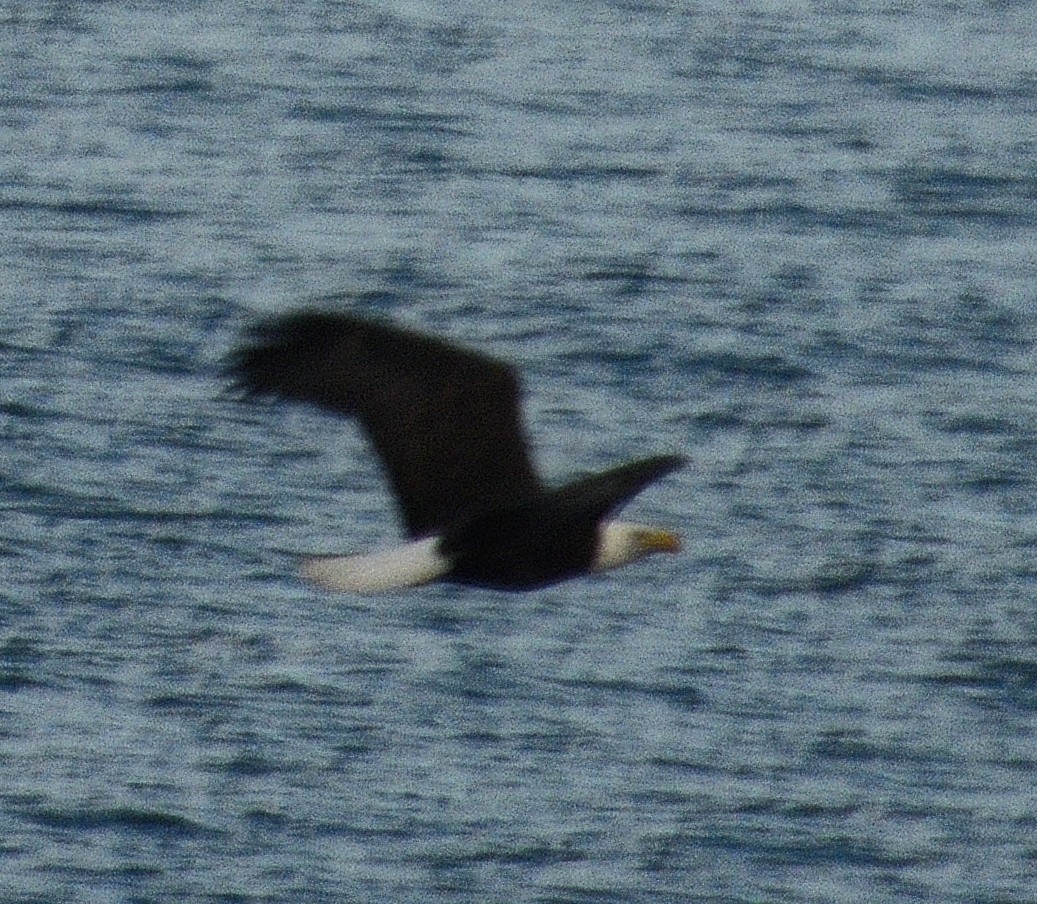 Itsas arrano buruzuria - ML646497323