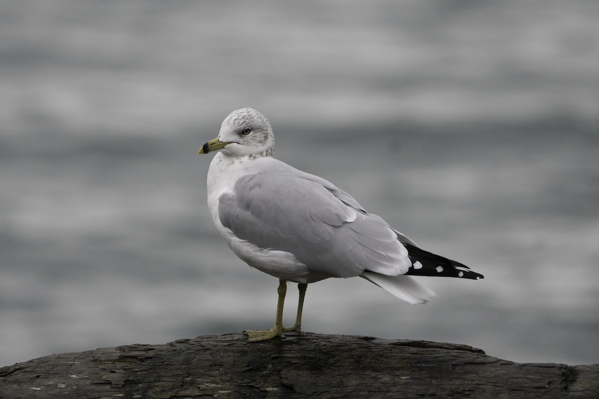 Ring-billed Gull - ML646497324