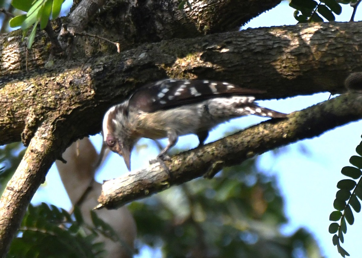 Brown-capped Pygmy Woodpecker - ML646497325