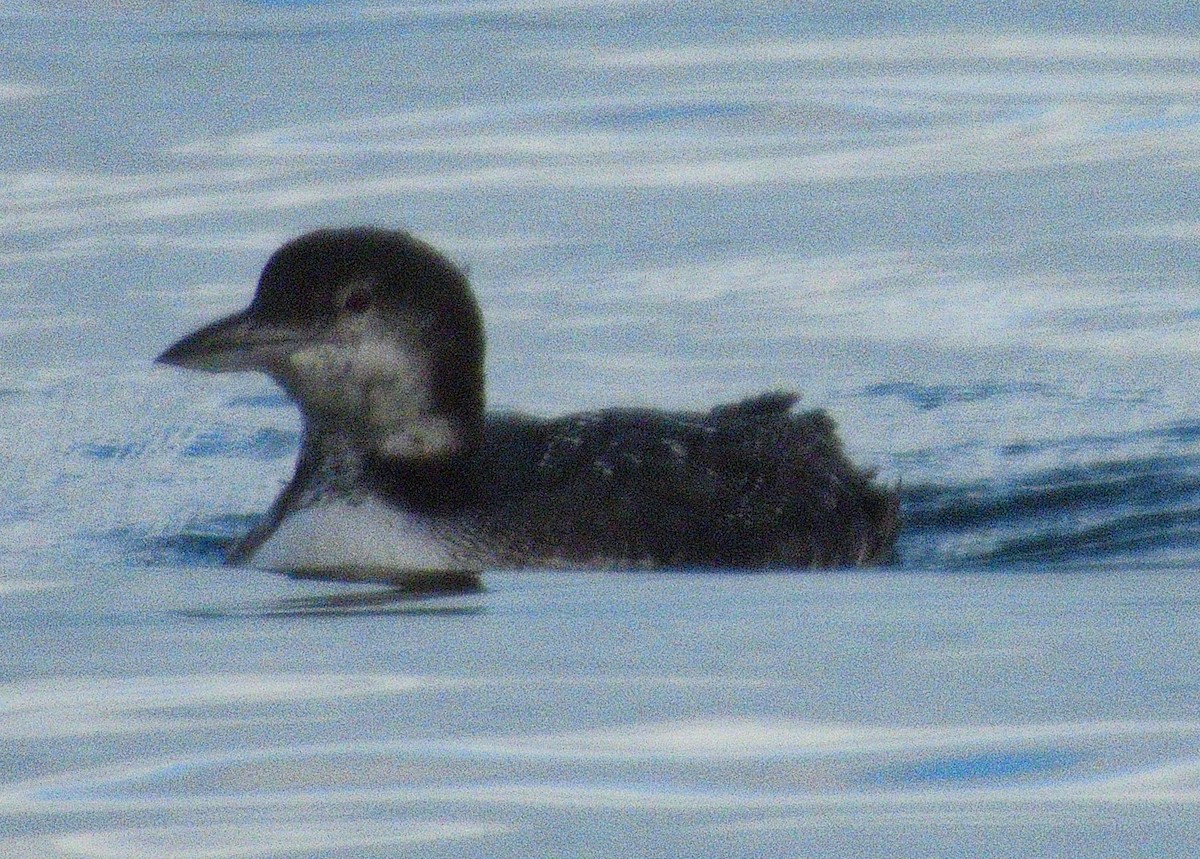 Common Loon - ML646497327