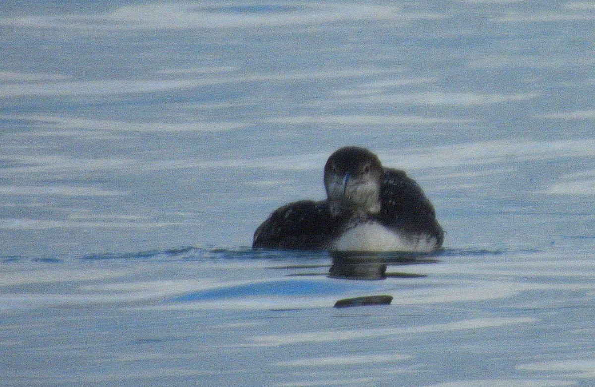 Common Loon - ML646497328