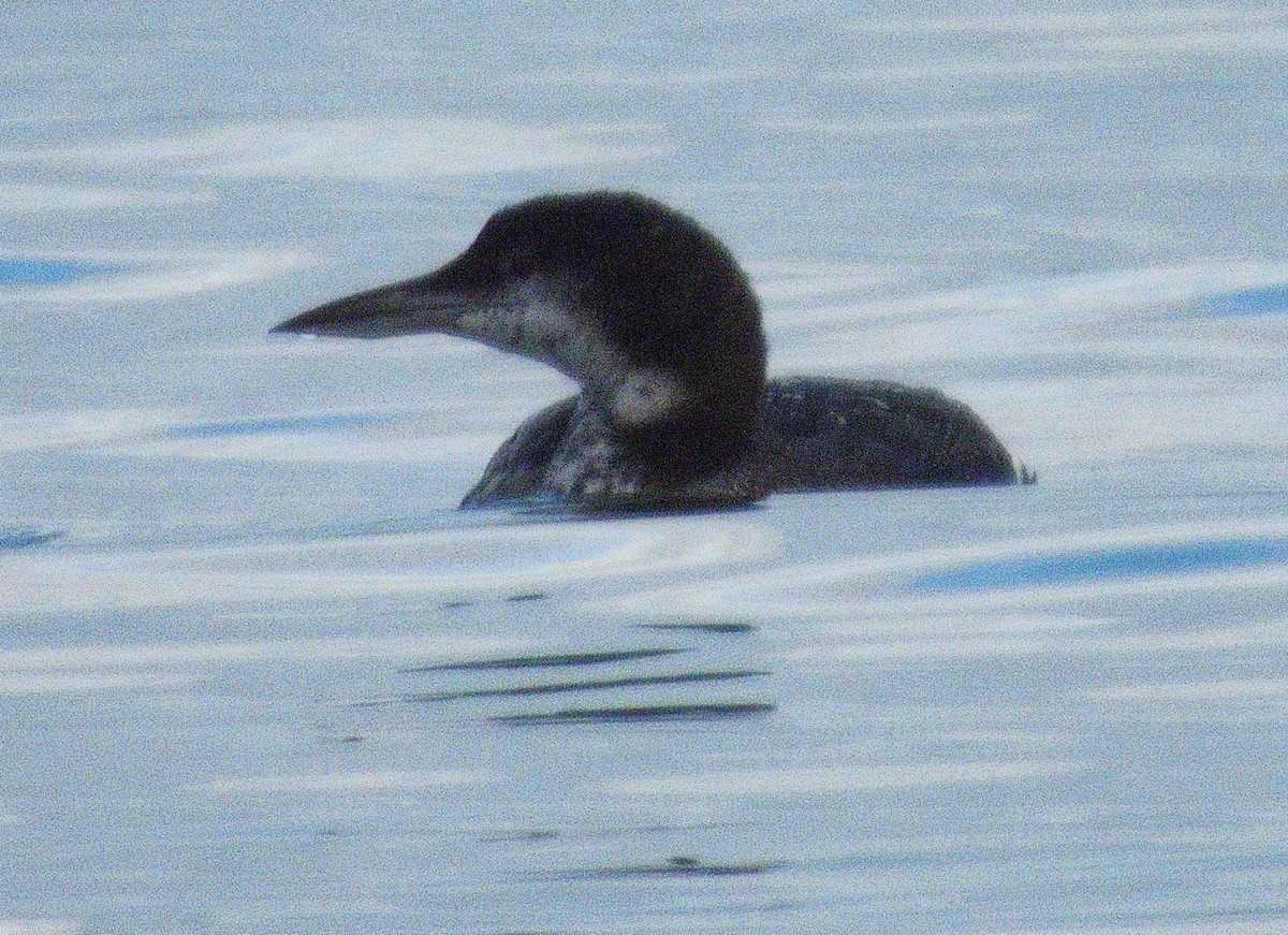 Common Loon - ML646497329
