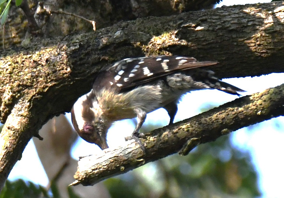 Brown-capped Pygmy Woodpecker - ML646497330