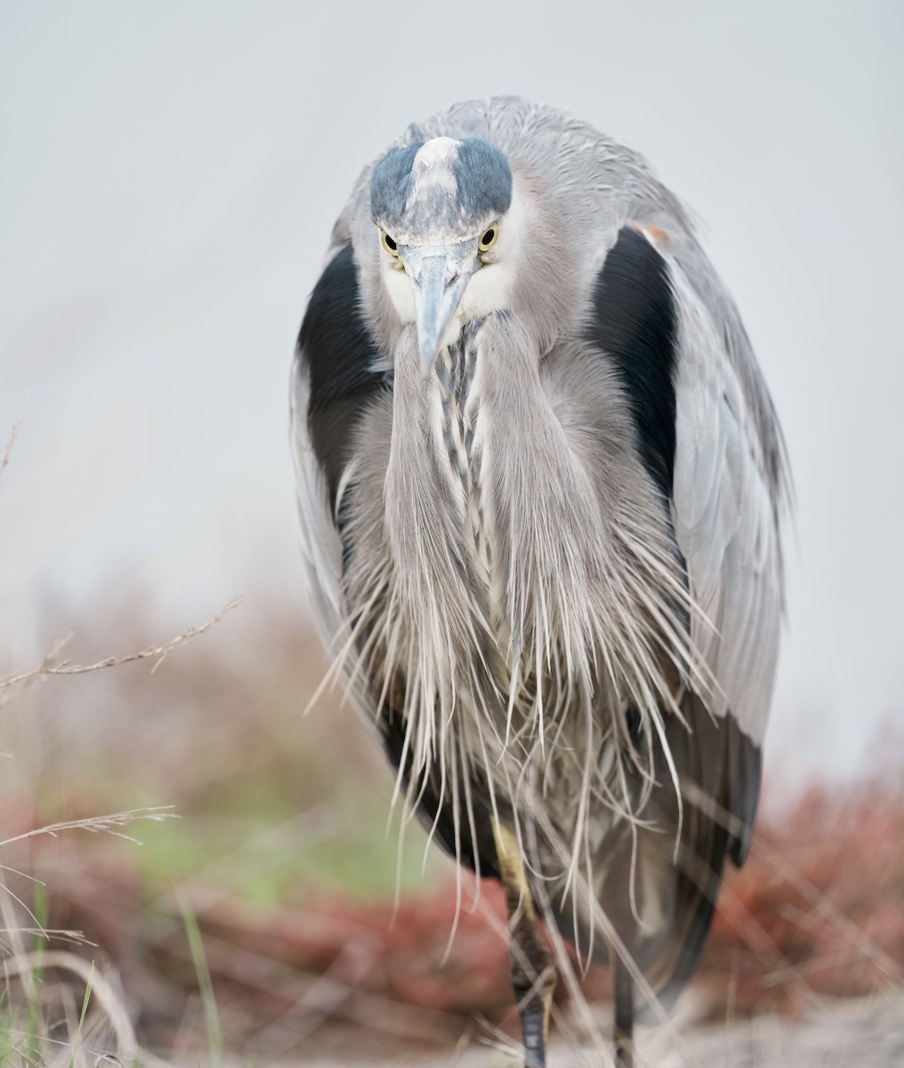 オオアオサギ - ML646497331