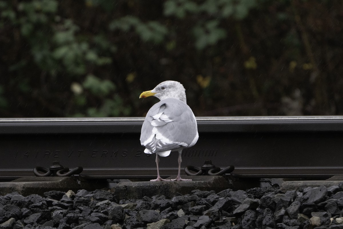 Glaucous-winged Gull - ML646497332
