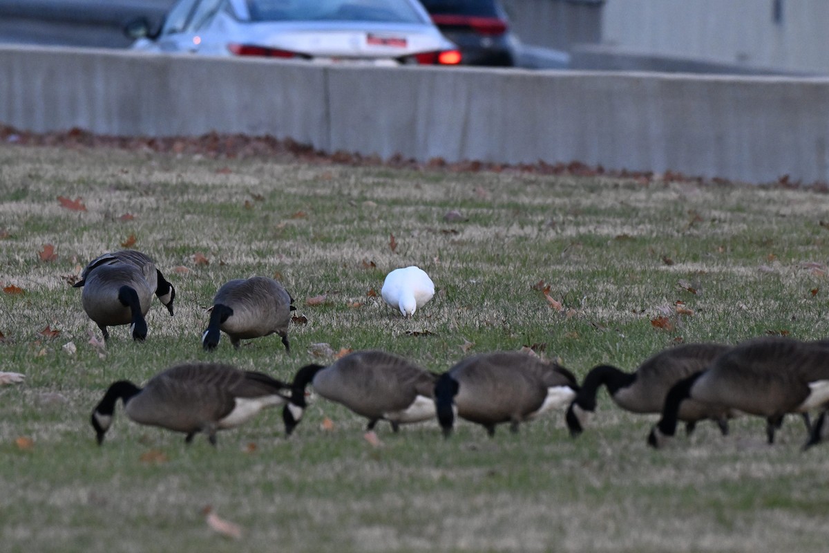 Ross's Goose - ML646497335