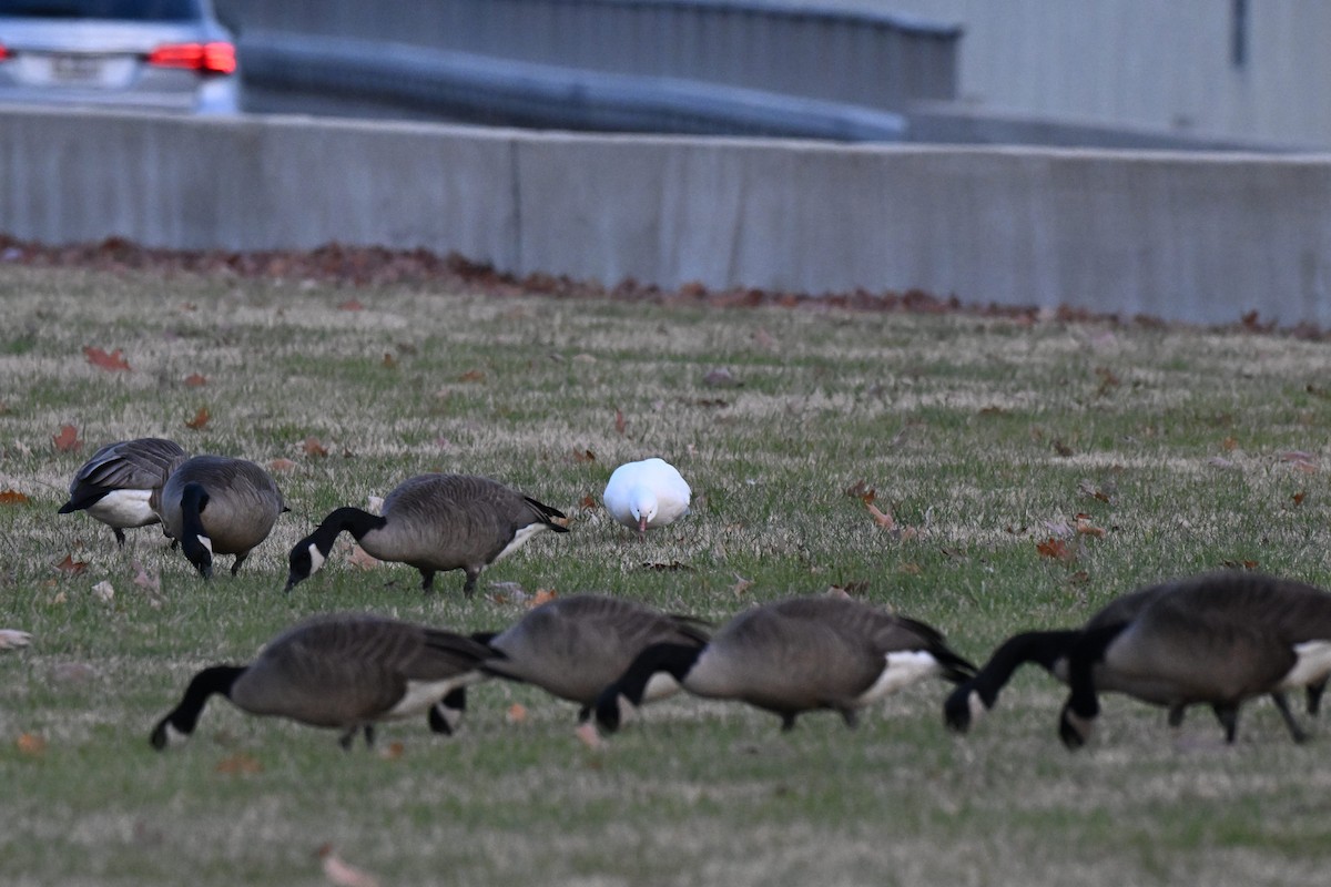 Ross's Goose - ML646497336