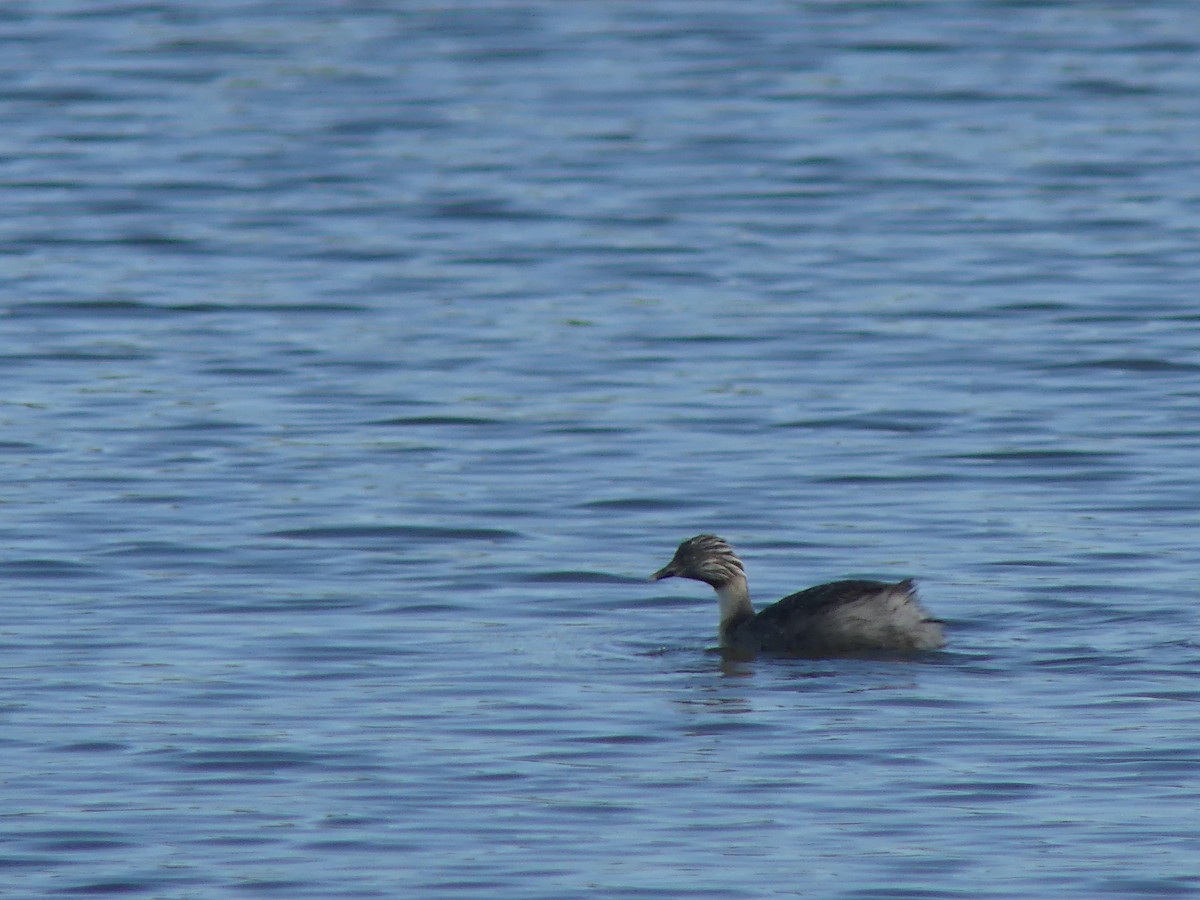 Zampullín Canoso - ML646497337