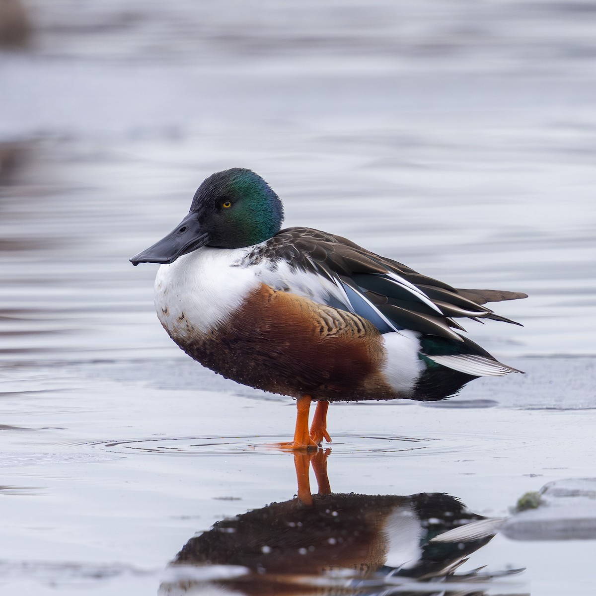 skjeand - ML646497338