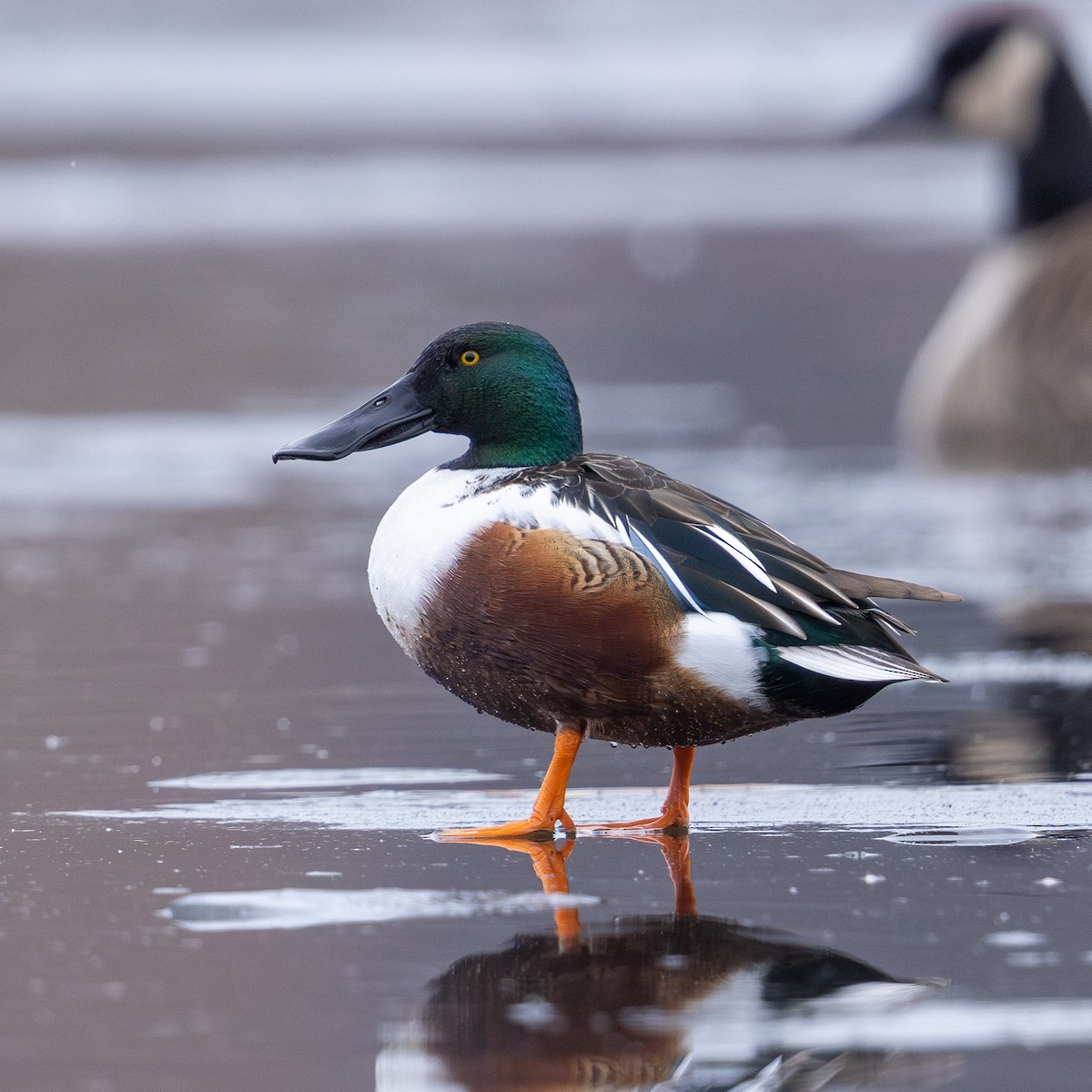 skjeand - ML646497339